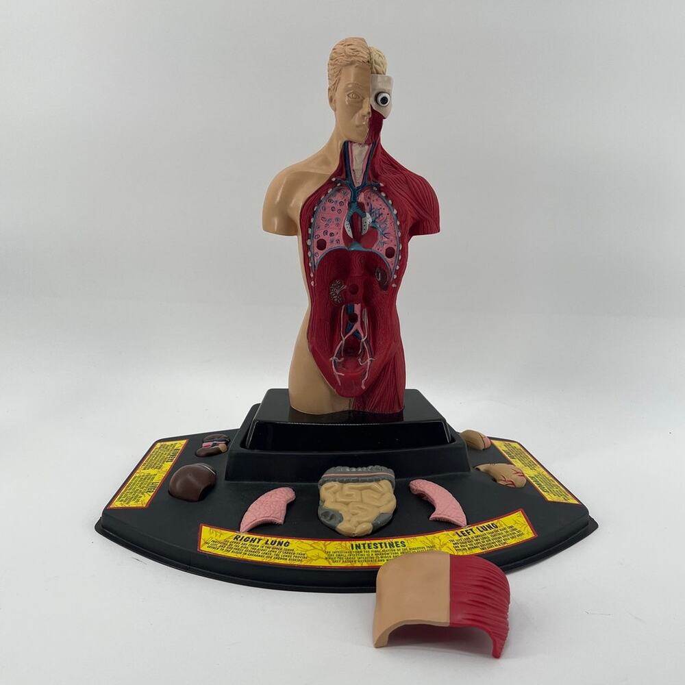 Vintage Smithsonian Anatomy Lab Human Torso Body Model Removable Organs STEM